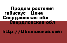 Продам растения гибискус › Цена ­ 1 000 - Свердловская обл.  »    . Свердловская обл.